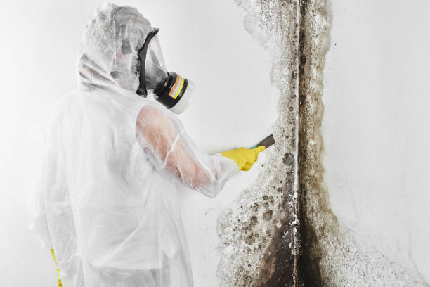 Best Mold Damage Repair  in Palos Hls, IL