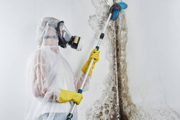 Best Black Mold Removal  in Palos Hls, IL