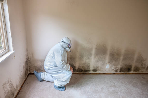 Best Attic Mold Removal  in Palos Hls, IL