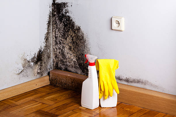 Best Mold Remediation Experts  in Palos Hls, IL