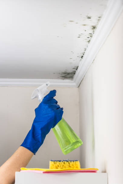 Best Crawl Space Mold Removal  in Palos Hls, IL