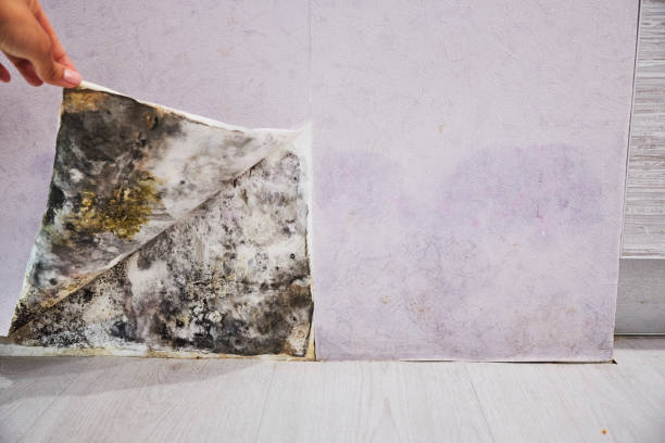 Best Residential Mold Removal  in Palos Hls, IL